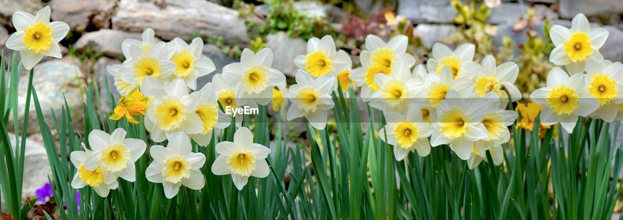 flowering plant, flower, plant, freshness, beauty in nature, fragility, narcissus, yellow, close-up, petal, growth, daffodil, nature, flower head, inflorescence, no people, springtime, day, focus on foreground, outdoors, white, field, multi colored, tulip, land, green, botany, leaf, blossom, plant part