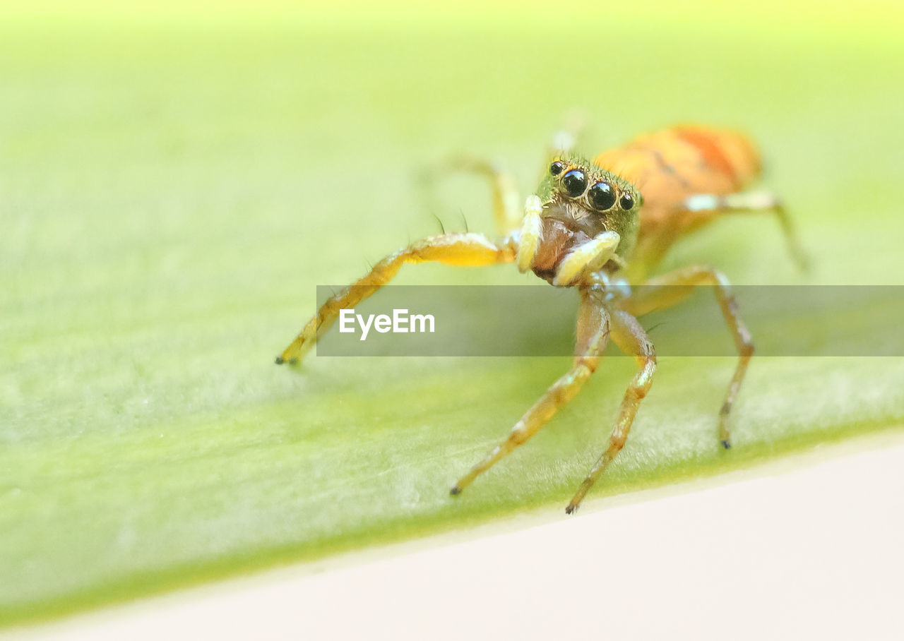 CLOSE-UP OF SPIDER ON GREEN LEAF