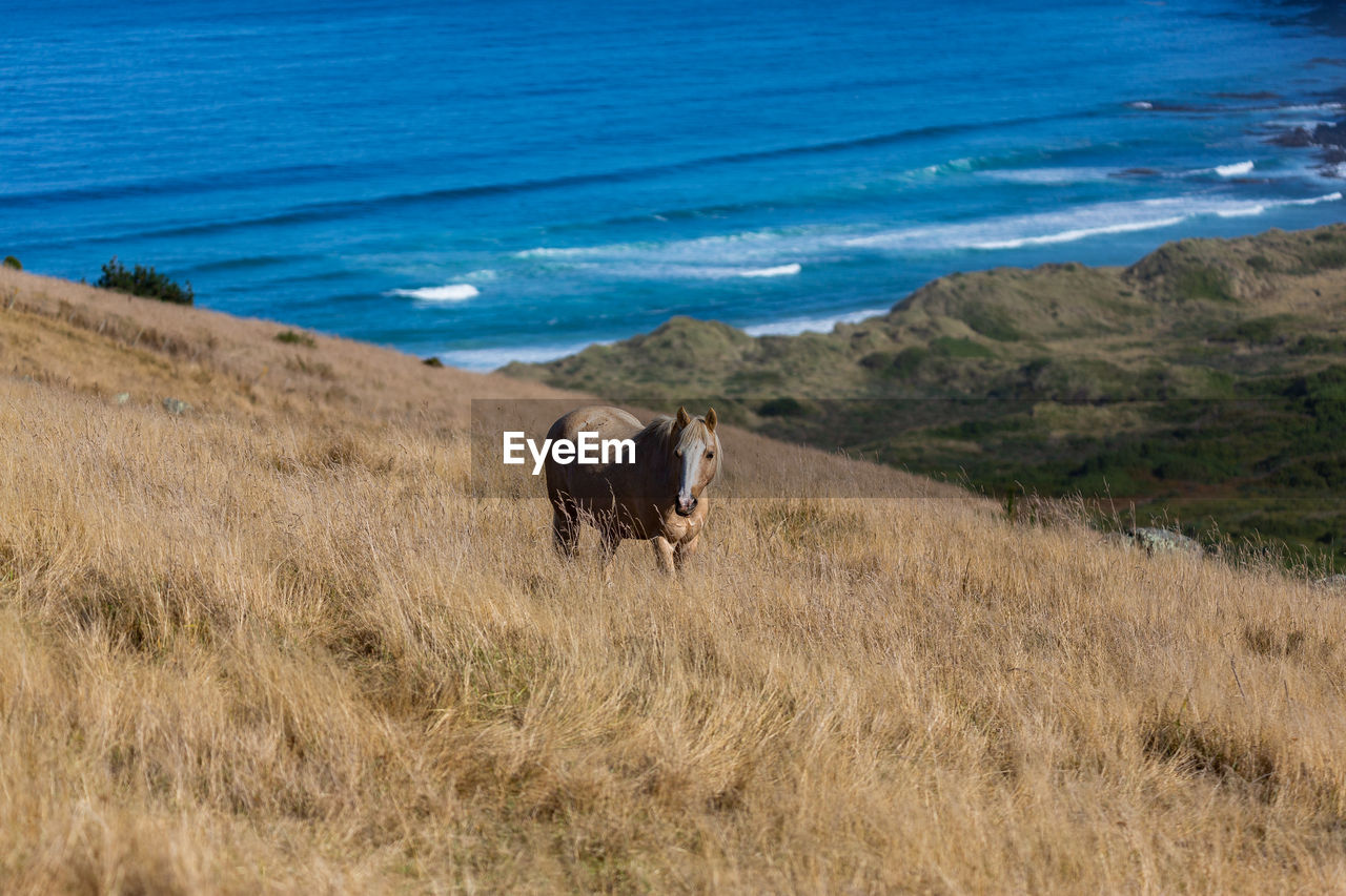 Close up of a horse