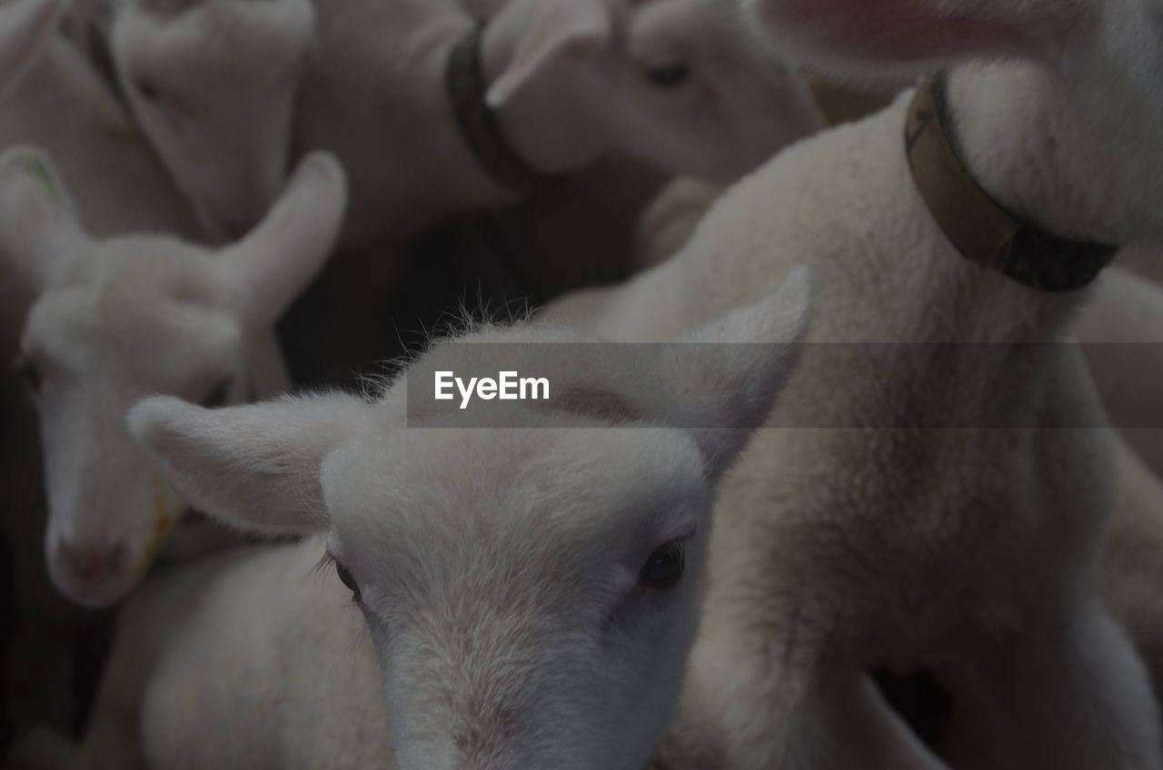 CLOSE-UP OF A SHEEP