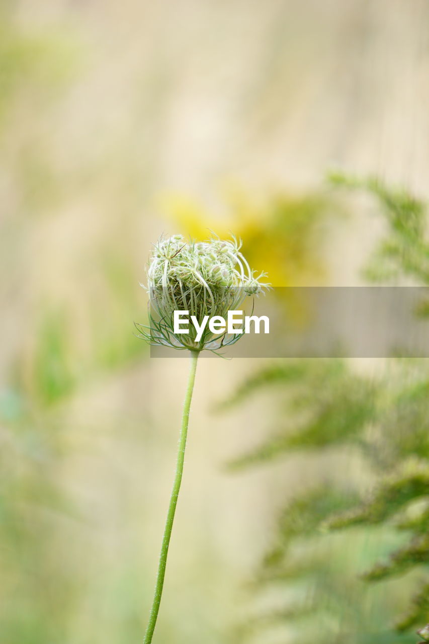 close-up of dry plant