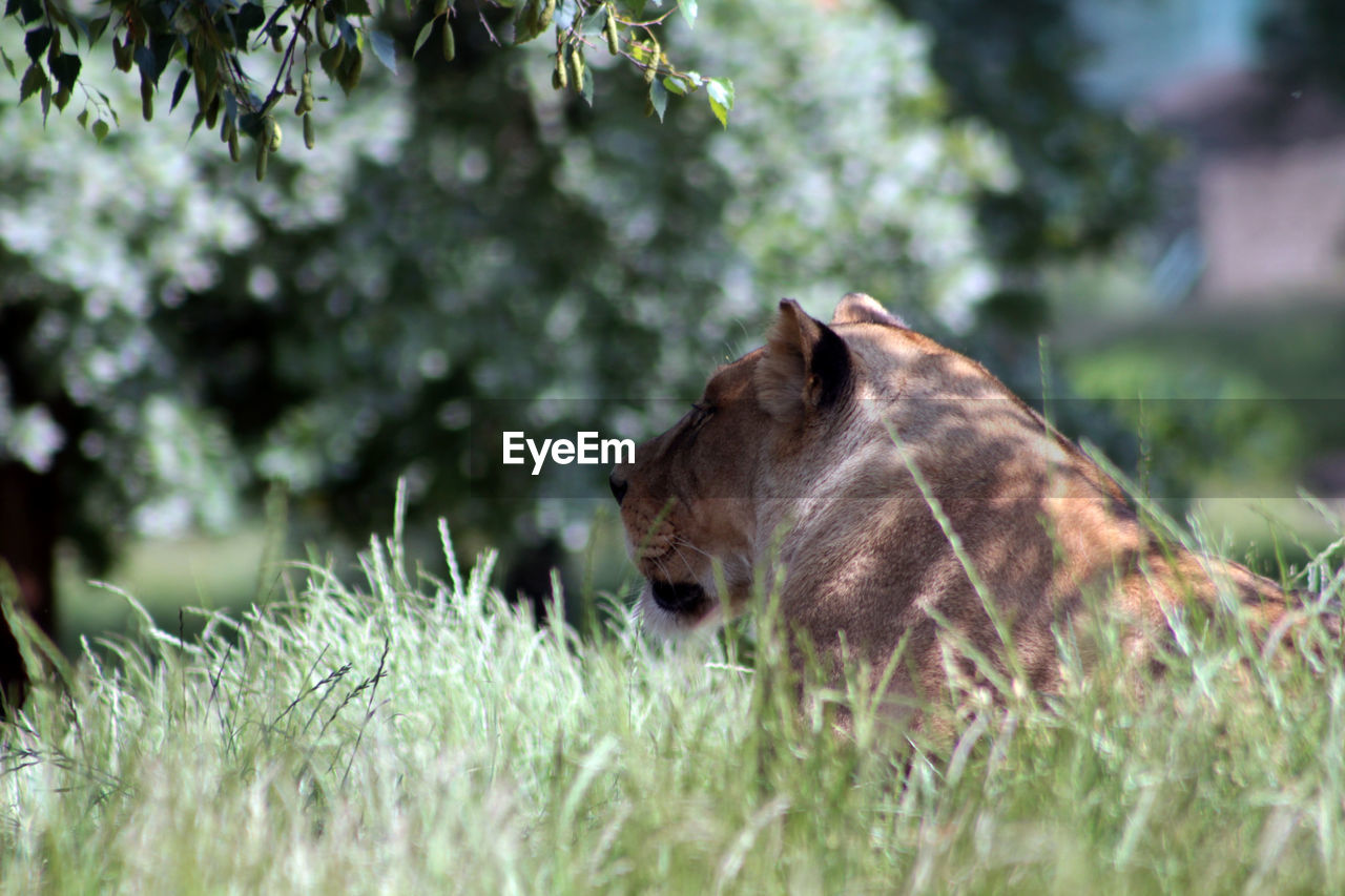 Lioness hiding in high grass in an italian safari park