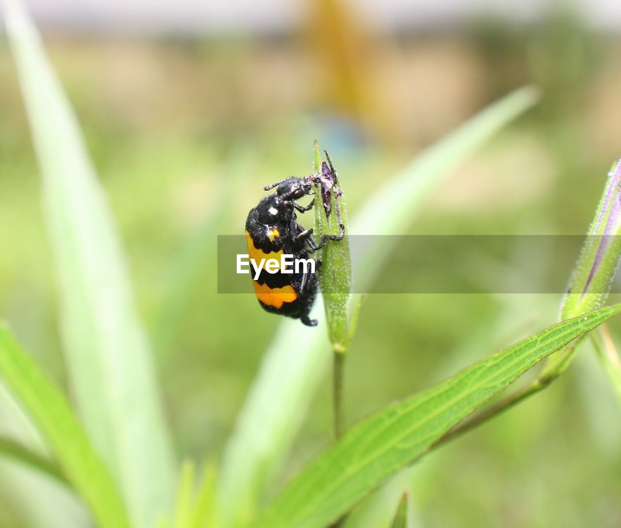 animal themes, insect, animal, animal wildlife, wildlife, one animal, close-up, plant, nature, beauty in nature, flower, focus on foreground, macro photography, macro, no people, beetle, animal wing, plant part, ladybug, outdoors, selective focus, leaf, green, day, fragility, grass, animal body part, flowering plant, environment, yellow, animal behavior, freshness, full length