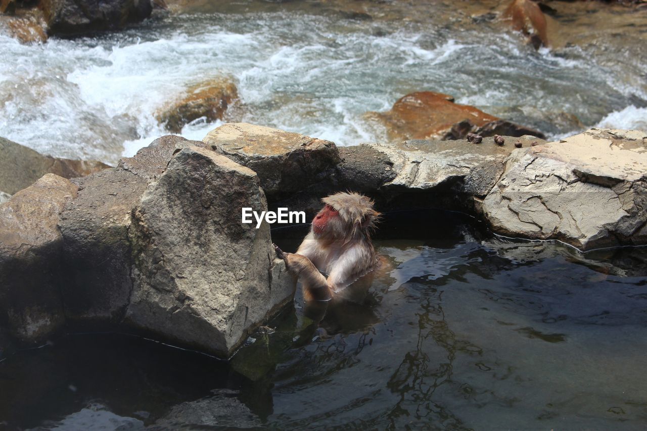 HIGH ANGLE VIEW OF MONKEY ON ROCKS AT SEA