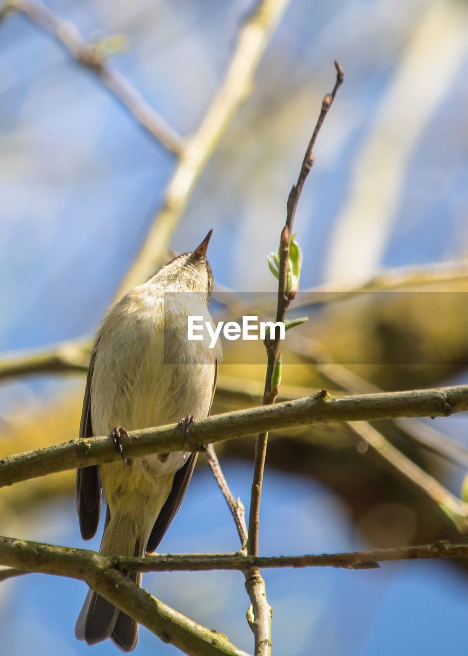 BIRD PERCHING ON A BRANCH