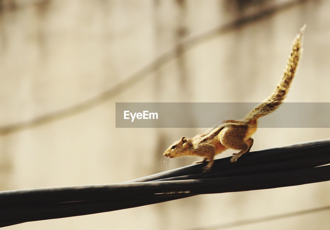 Close-up of squirrel on cable