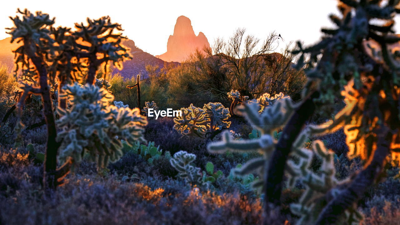 CLOSE-UP OF PLANTS DURING SUNSET