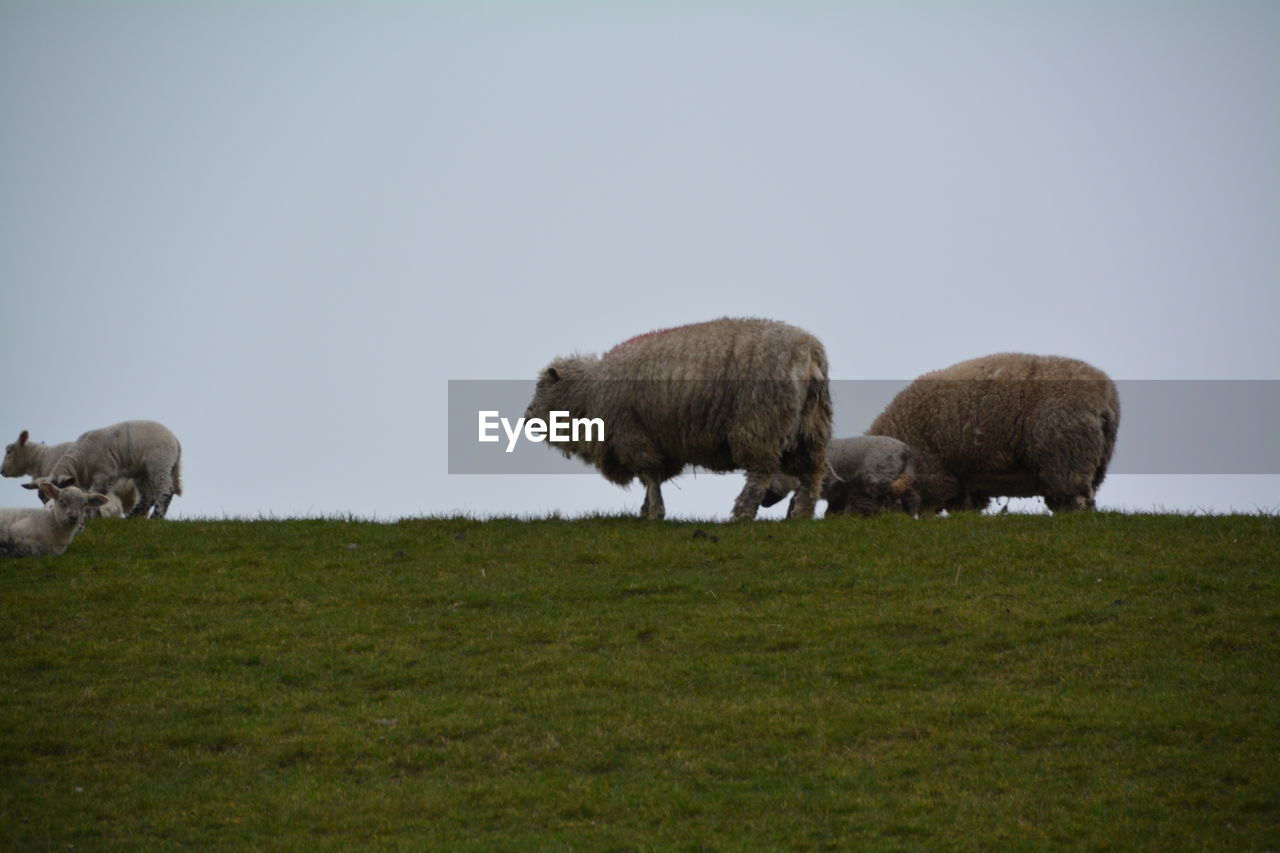 Scenic view of sheep on field