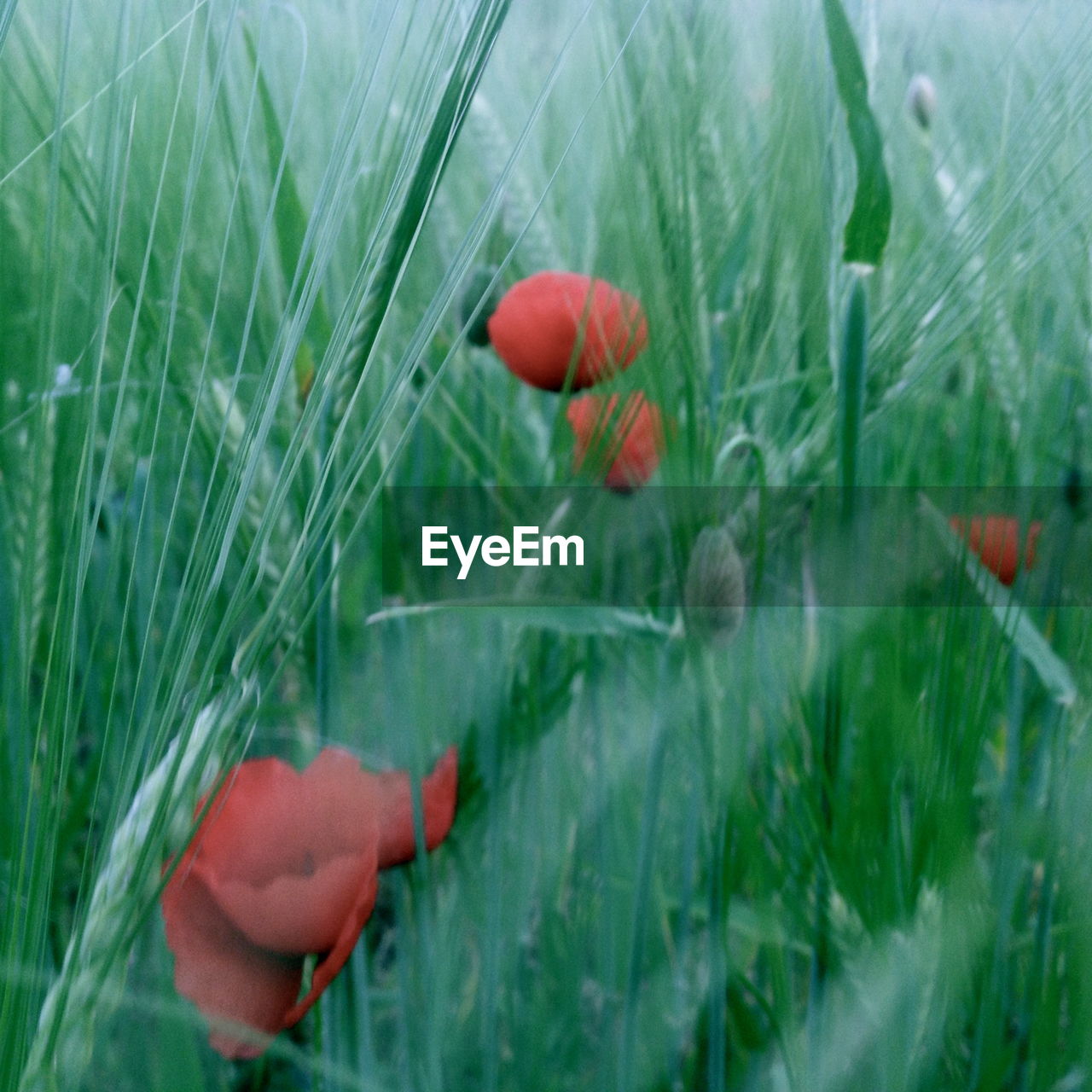 CLOSE-UP OF POPPY FLOWERS BLOOMING OUTDOORS