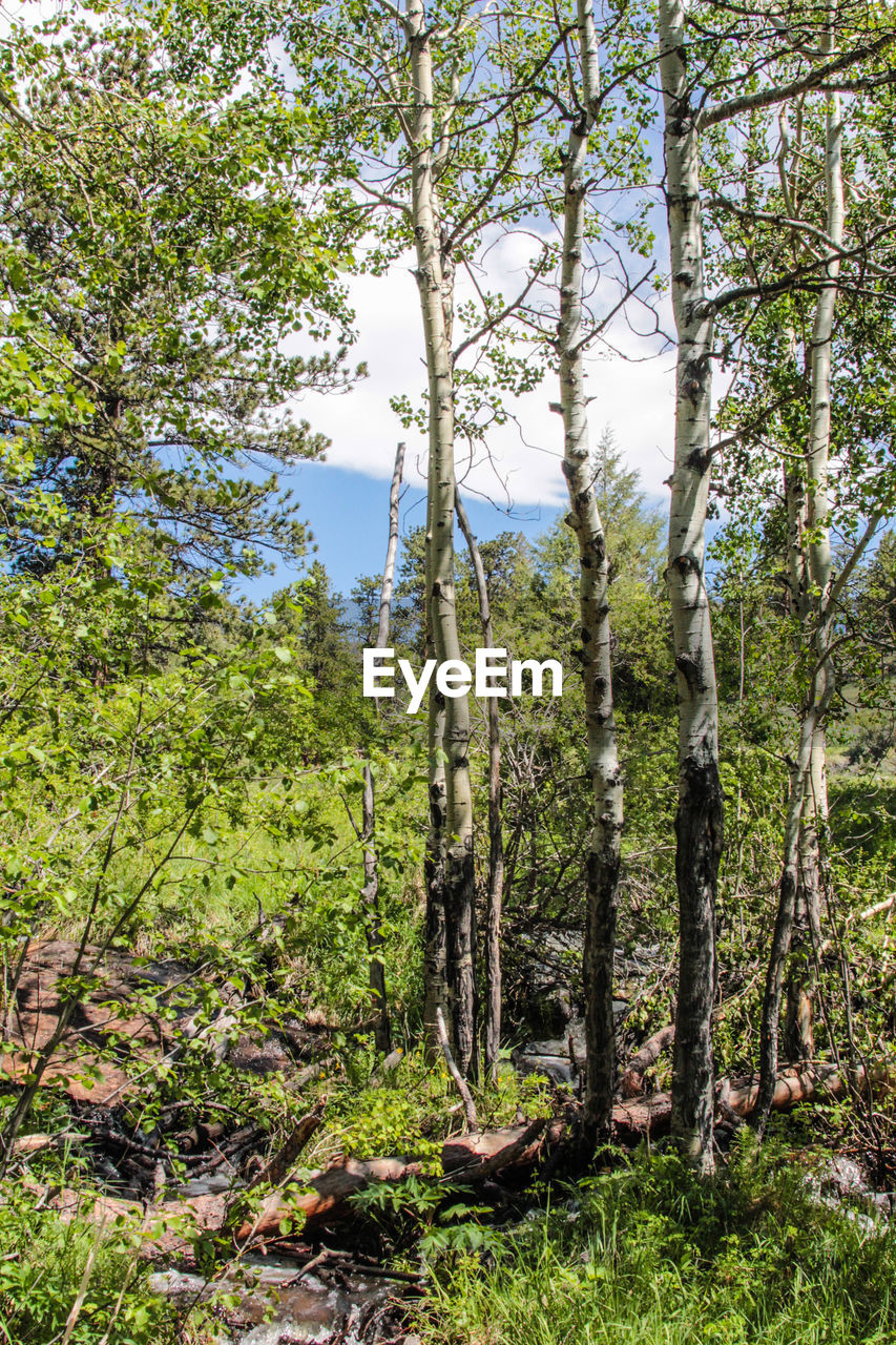 TREES GROWING IN FOREST