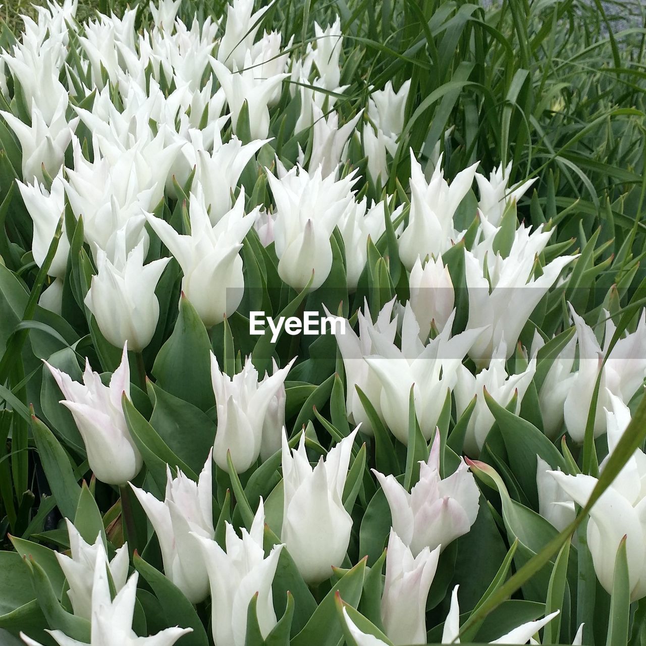 CLOSE-UP OF WHITE FLOWERS BLOOMING