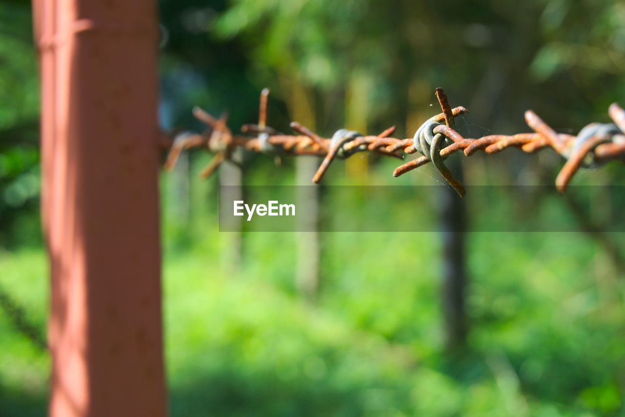 Close-up of rusty barbed wire