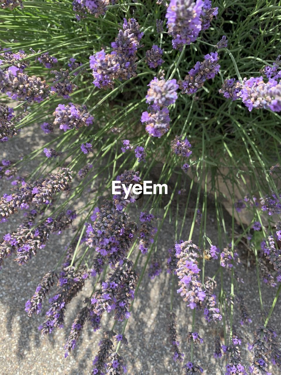 HIGH ANGLE VIEW OF PURPLE FLOWERING PLANTS ON LAND