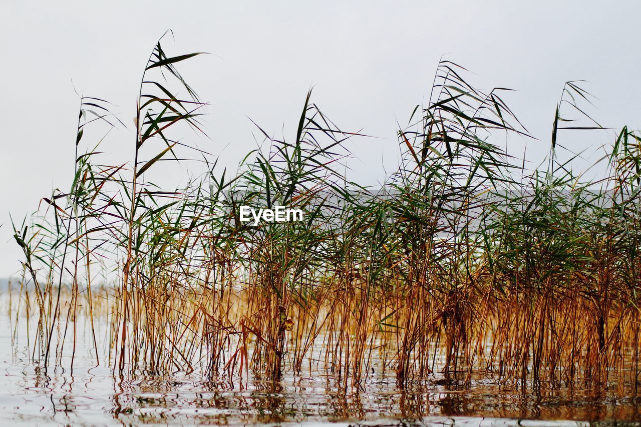 GRASS BY LAKE AGAINST SKY