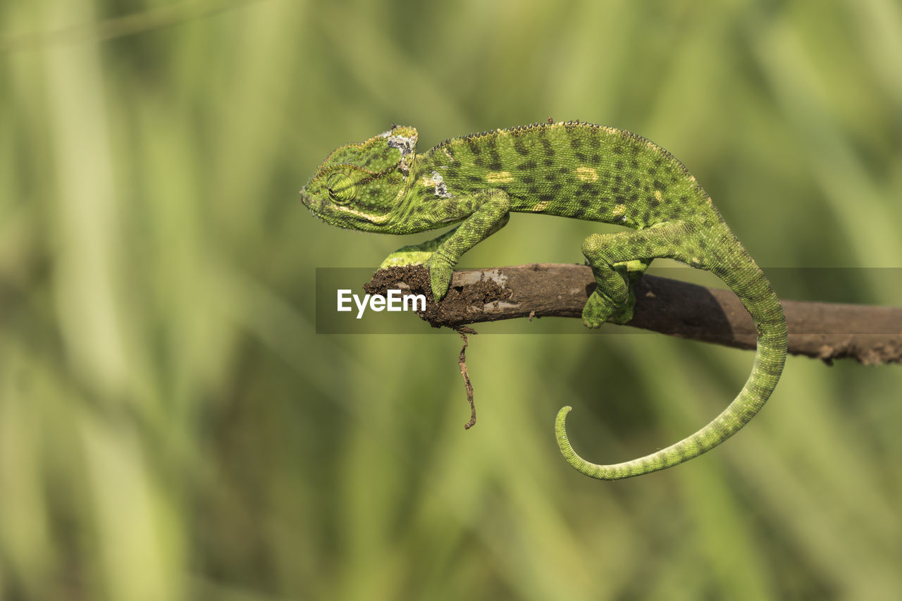 Close-up of chameleon