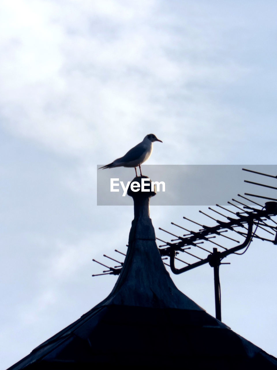 LOW ANGLE VIEW OF BIRD PERCHING ON POLE