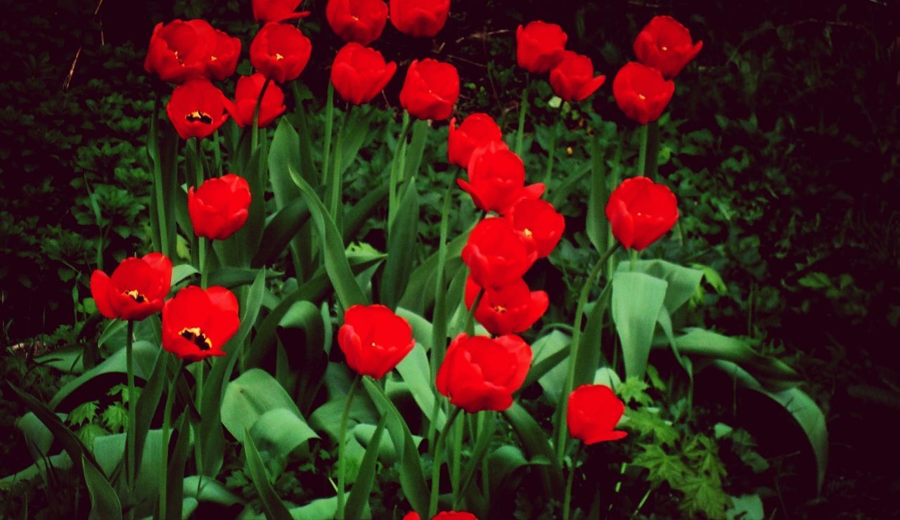 Close-up of red poppy blooming in field