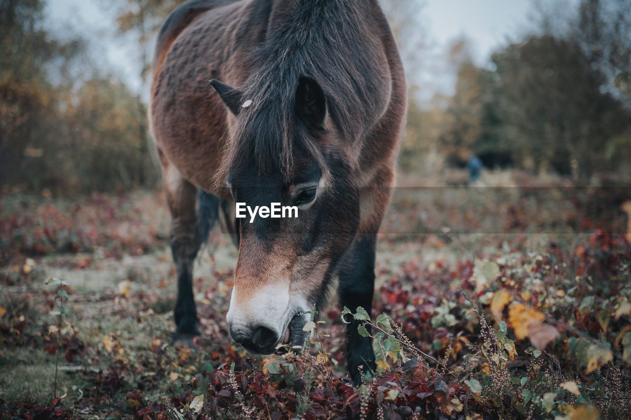 Close-up of horse standing on field