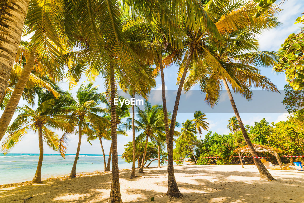 SCENIC VIEW OF PALM TREES ON BEACH