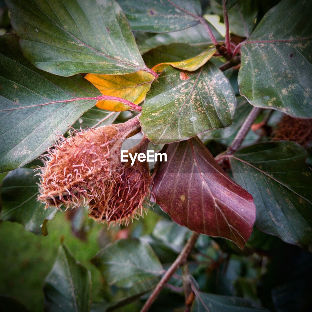 CLOSE-UP OF FRUITS ON TREE