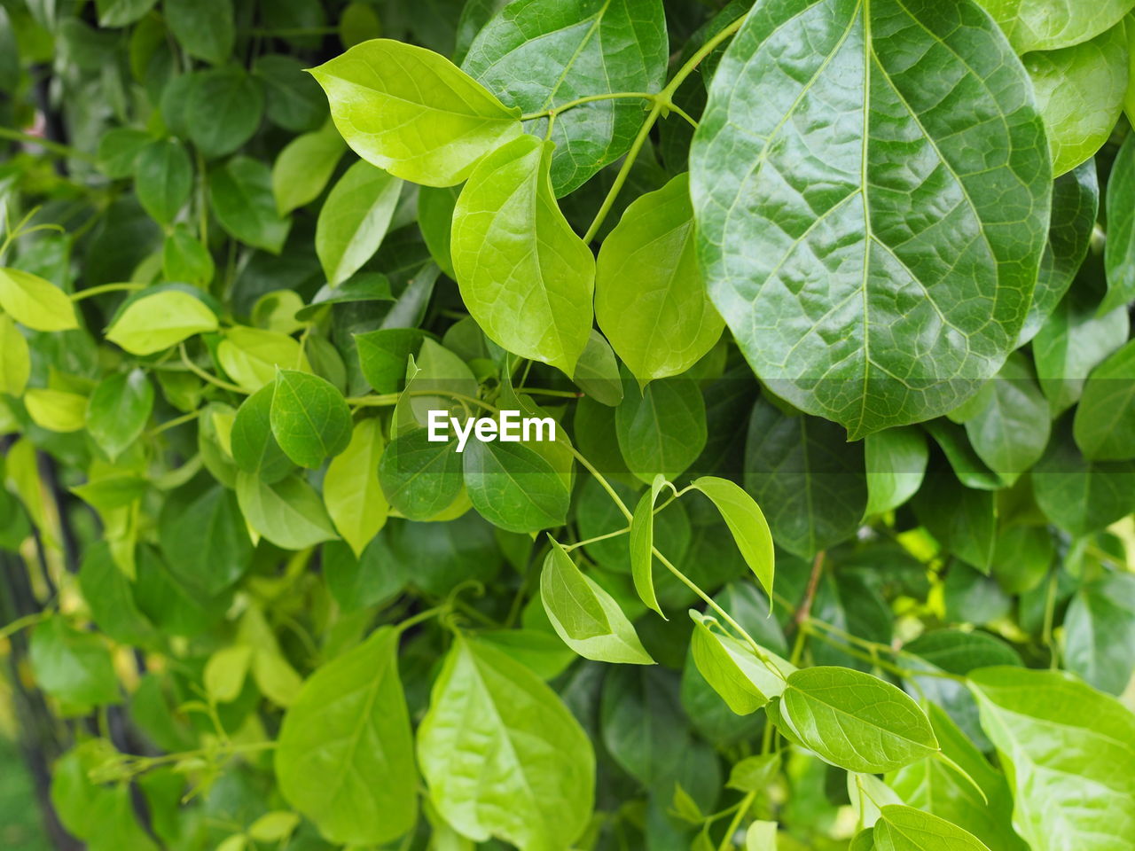 leaf, plant part, green, plant, growth, nature, tree, food, produce, food and drink, freshness, no people, flower, close-up, backgrounds, beauty in nature, full frame, healthy eating, outdoors, day, shrub, fruit, wellbeing