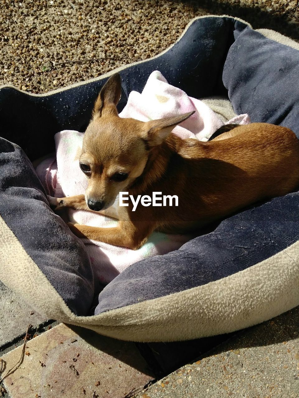 High angle view of dog sitting in her bed outside enjoying the sunshine