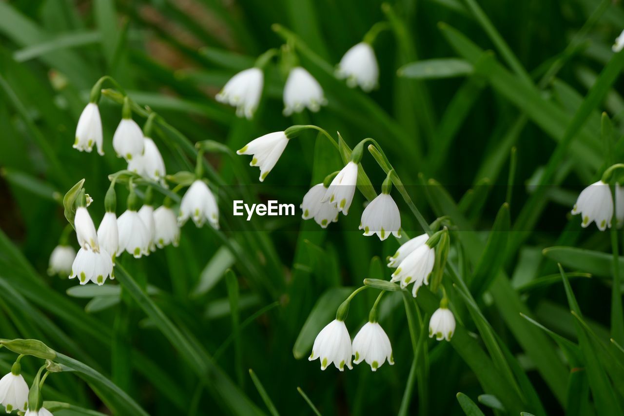 Close-up of white flowers blooming in field