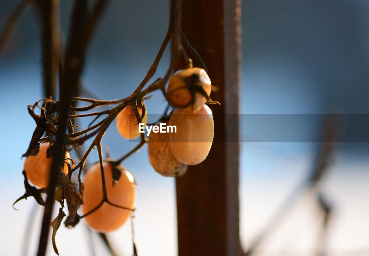 LOW ANGLE VIEW OF FRUITS HANGING ON PLANT