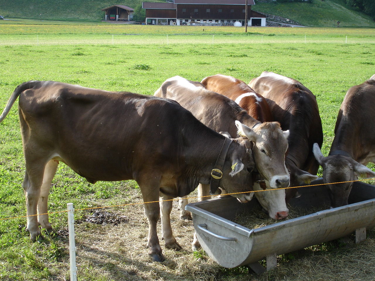 High angle view of cows feeding on grass kept in metal