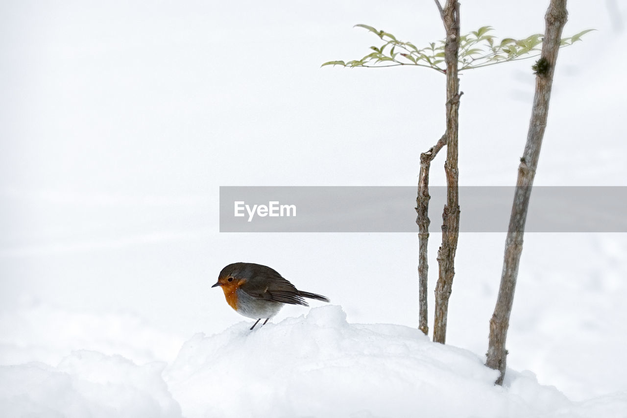 Bird walking  on snow covered ground by branches 