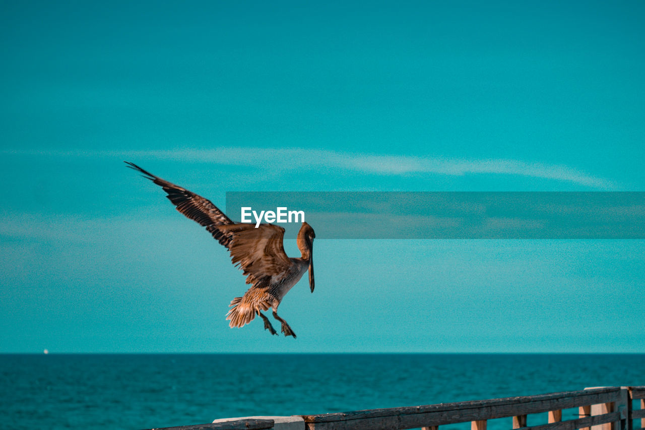 animal, sea, animal themes, water, bird, animal wildlife, flying, wildlife, one animal, spread wings, sky, ocean, horizon over water, nature, horizon, beach, mid-air, beauty in nature, blue, day, bird of prey, no people, motion, falcon, outdoors, wing, wave, full length