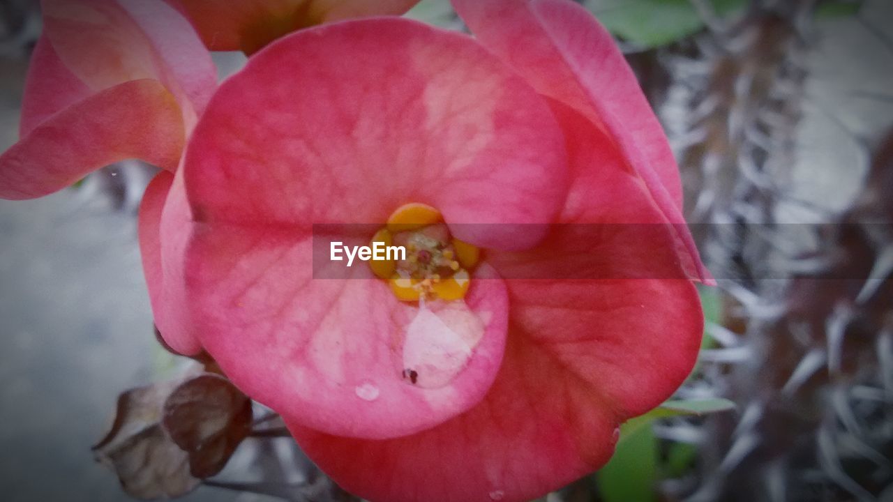 CLOSE-UP OF PINK FLOWERS BLOOMING