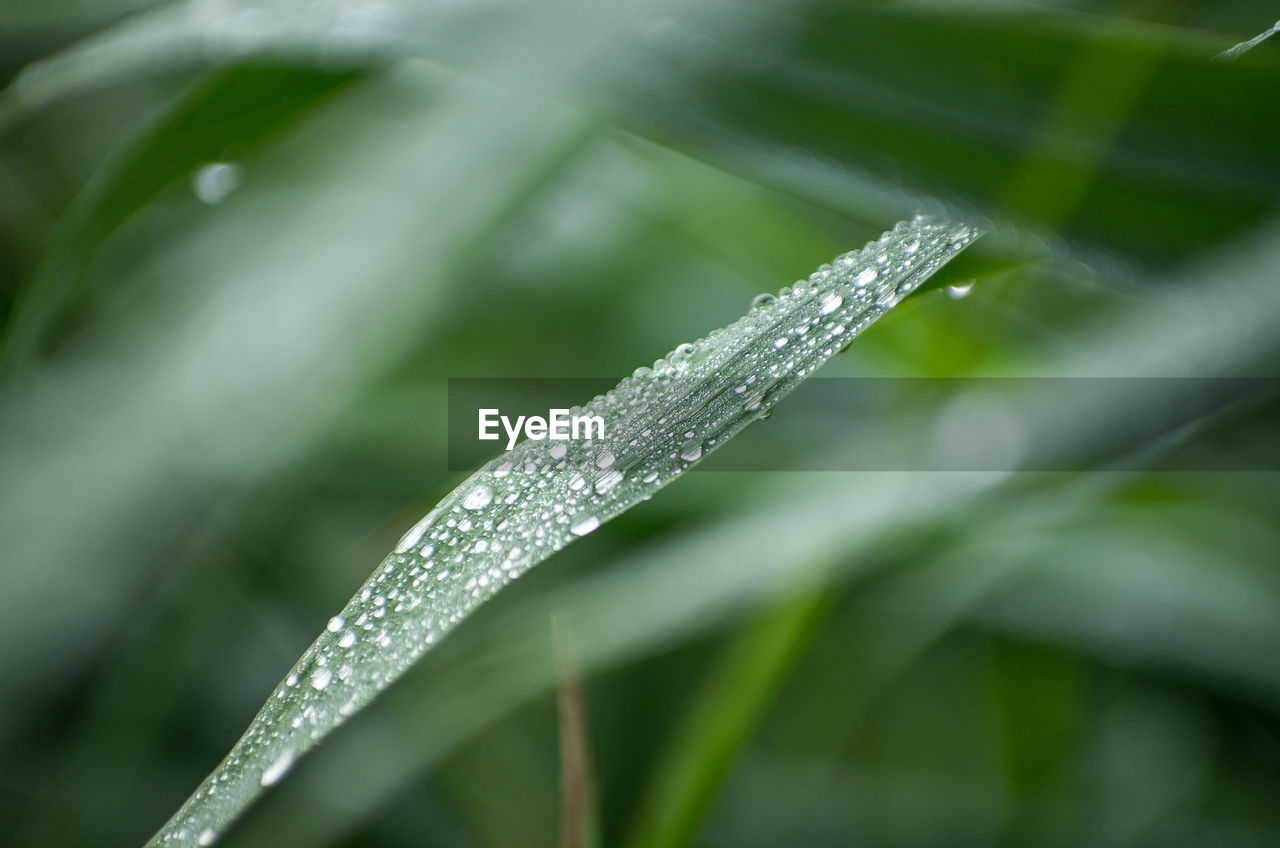 Close-up of water drops on blade of grass