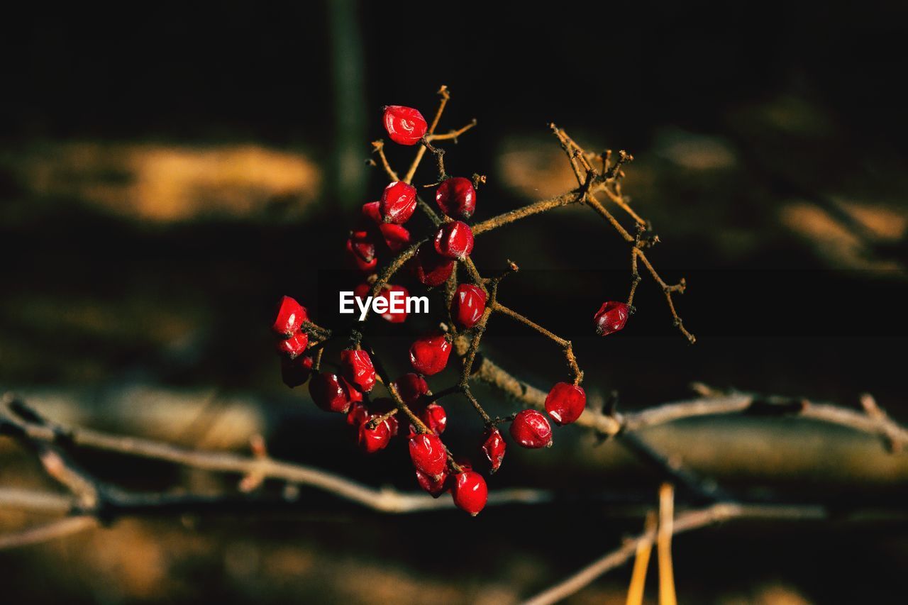 Close-up of red berries growing on tree