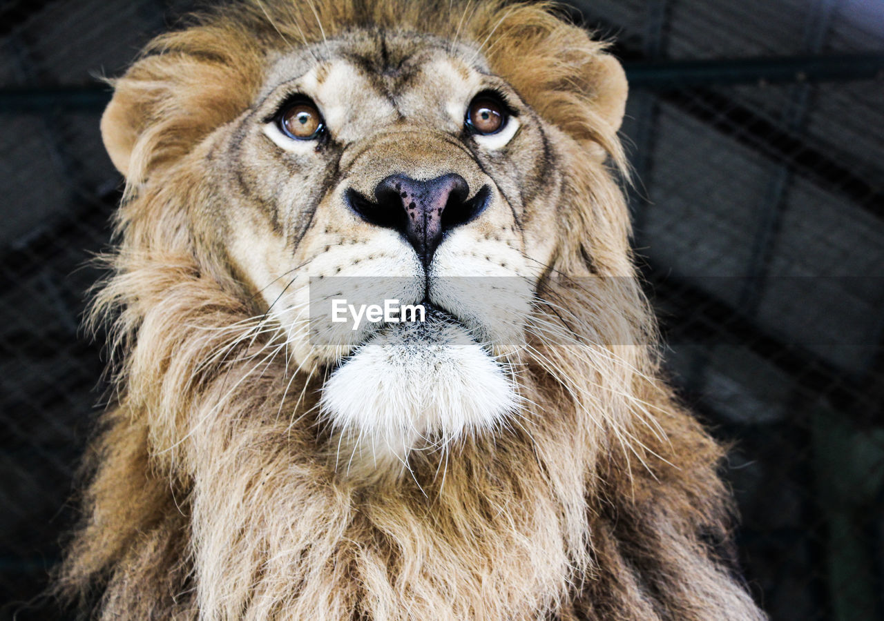 Close-up portrait of lion