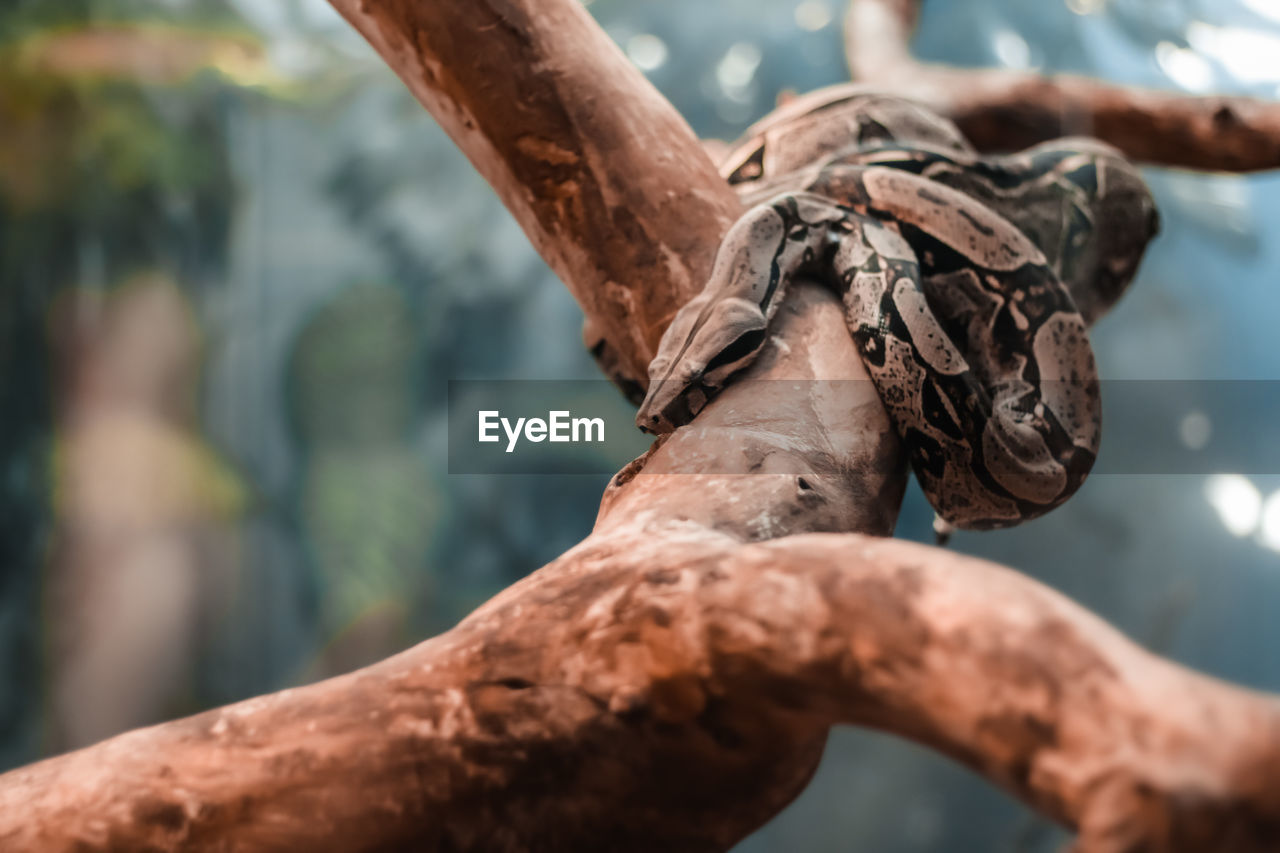 CLOSE-UP OF BARE TREE TRUNK