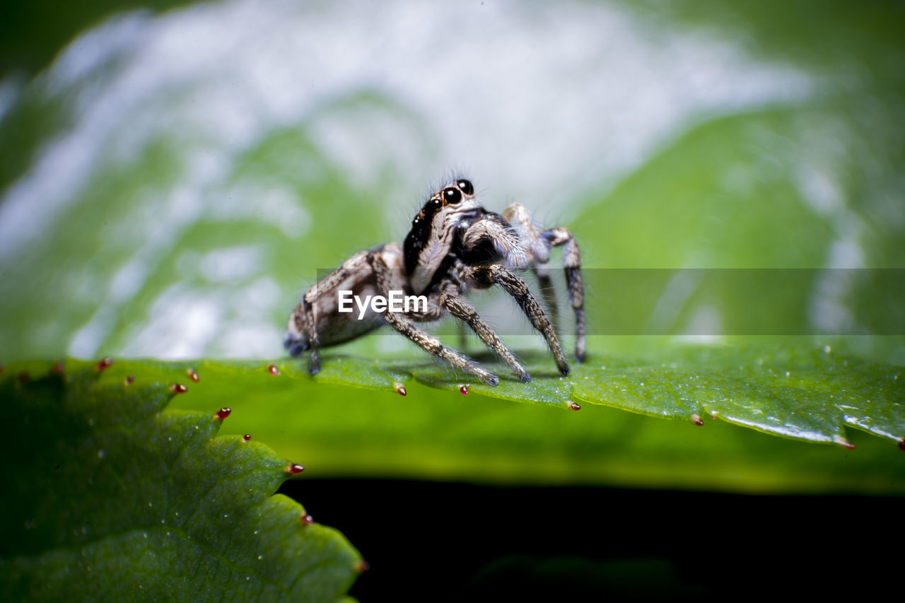 CLOSE-UP OF SPIDER ON PLANT LEAF