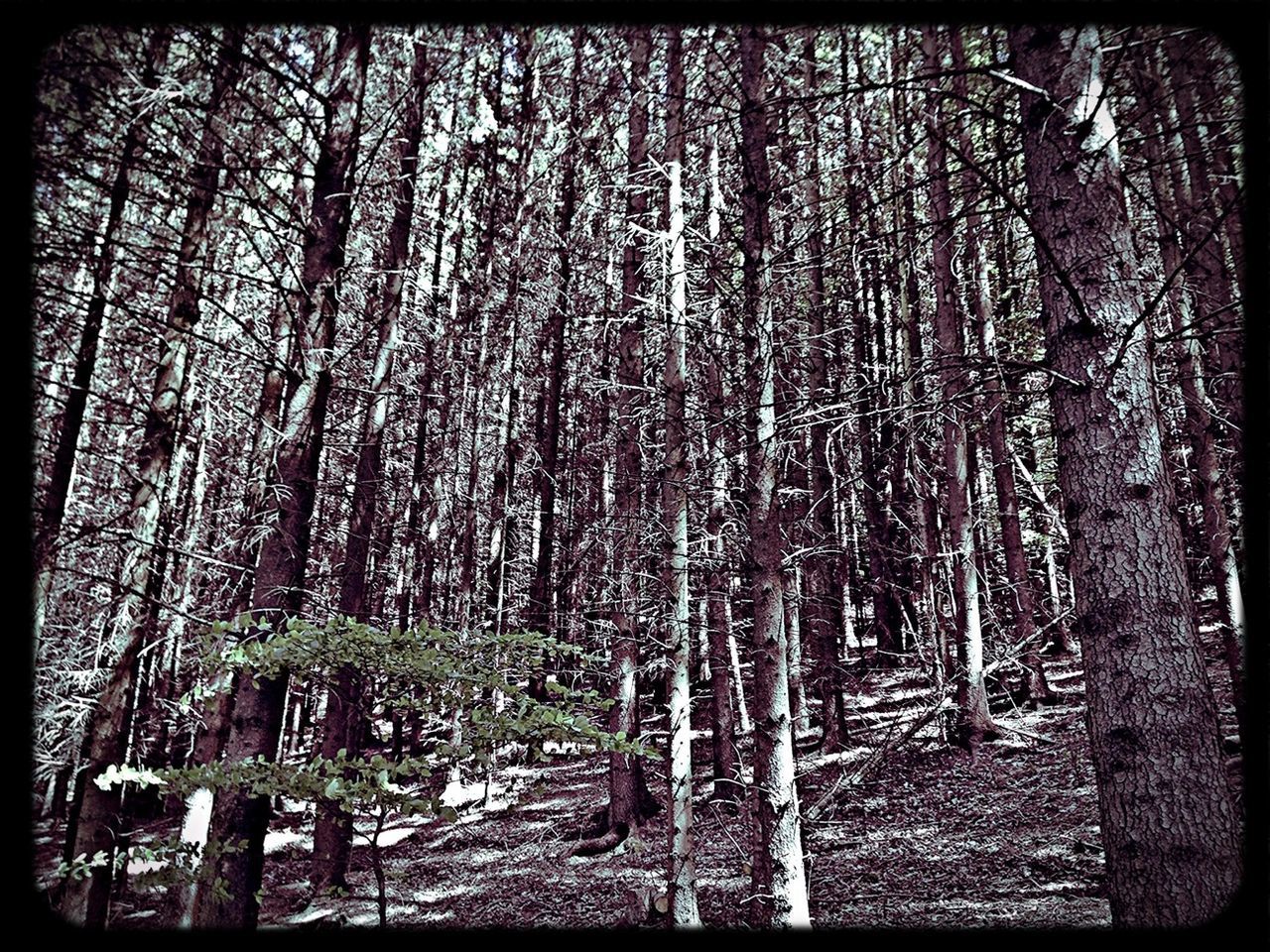 VIEW OF TREES IN FOREST