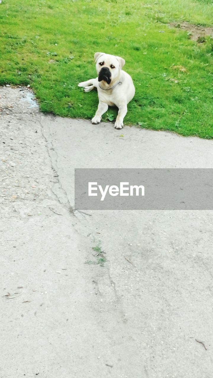 WHITE DOG ON ROAD BY GRASS