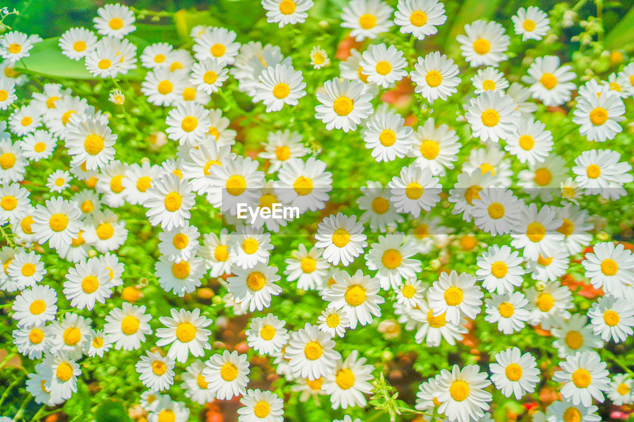 high angle view of white daisy flowers