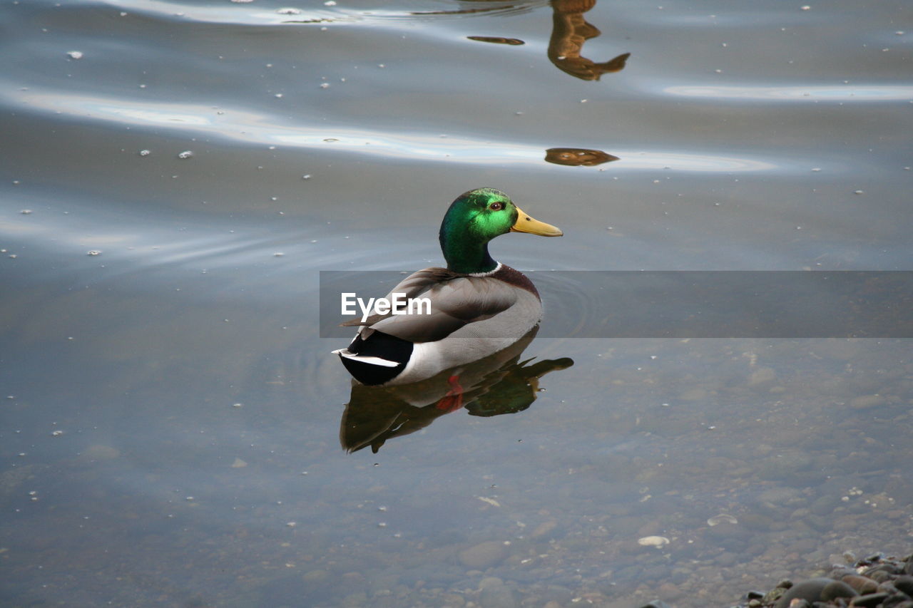 Duck swimming in lake