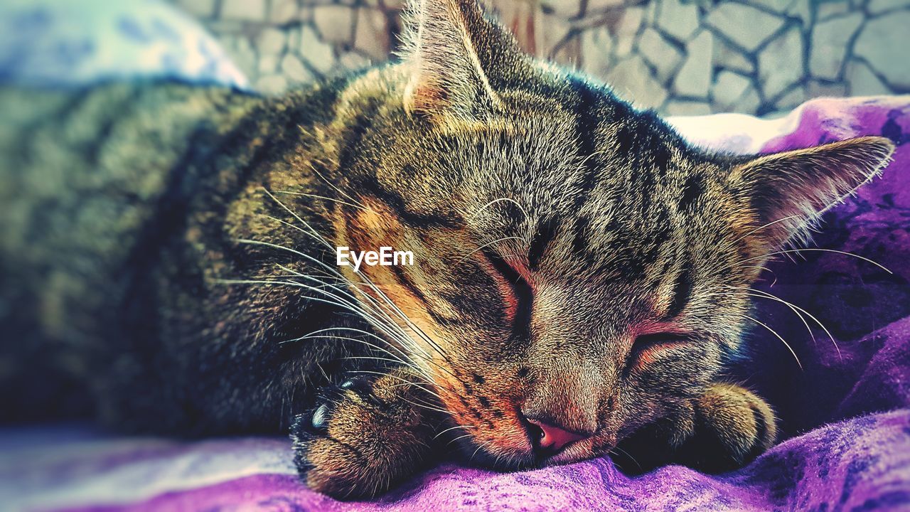 CLOSE-UP PORTRAIT OF SLEEPING CAT