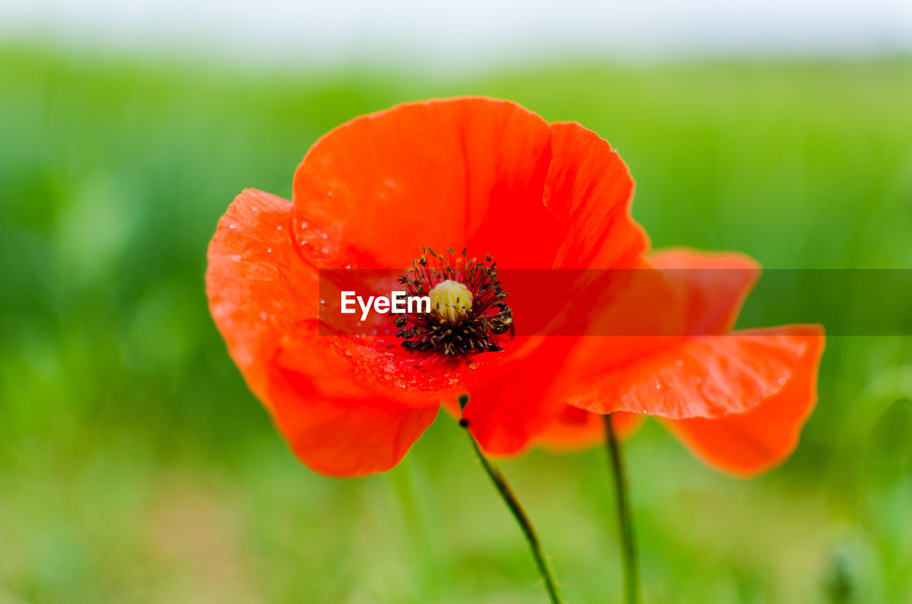 CLOSE-UP OF BEE POLLINATING ON RED FLOWER