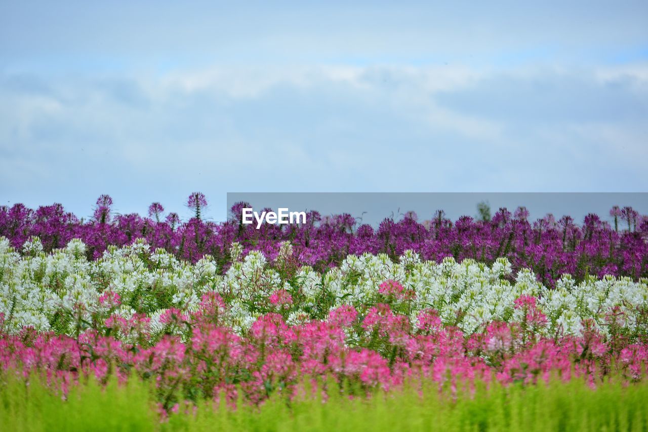 Pink, white and purple flowering plants on field against sky