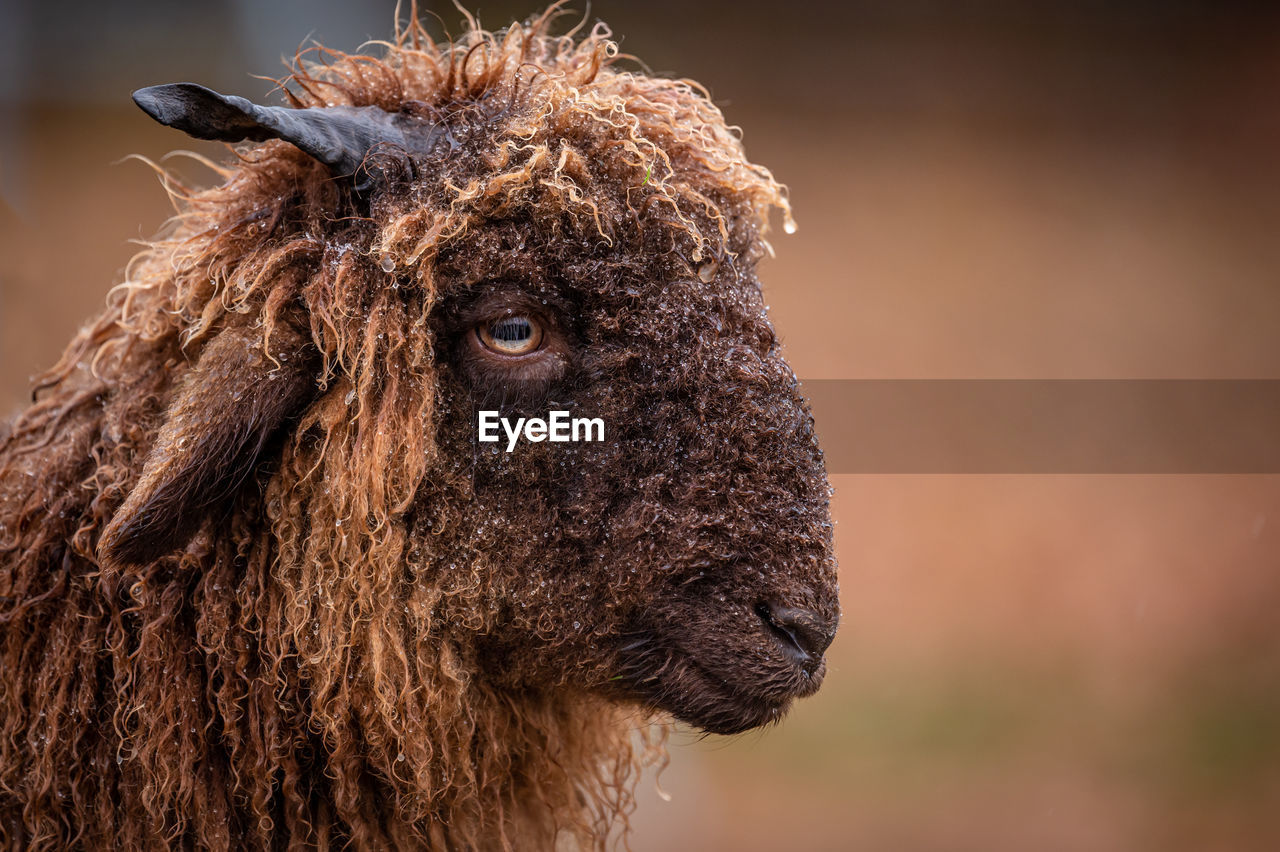 Portrait of swiss sheep. one curly fur horned wallis country sheep. roux du valais. switzerland. 