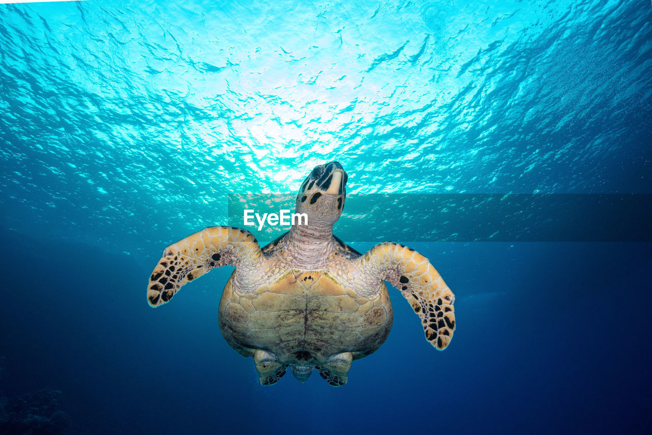 Portrait of a des turtle  red sea egypt