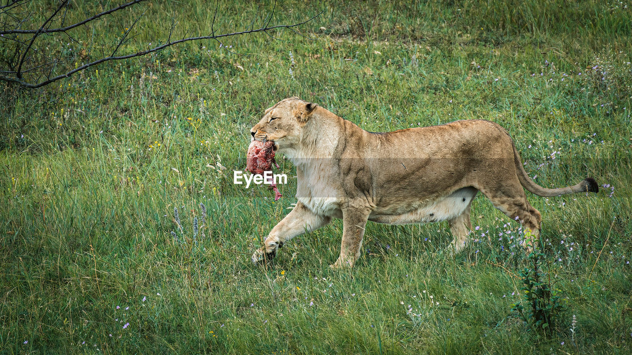 Lioness with prey in the green savannah