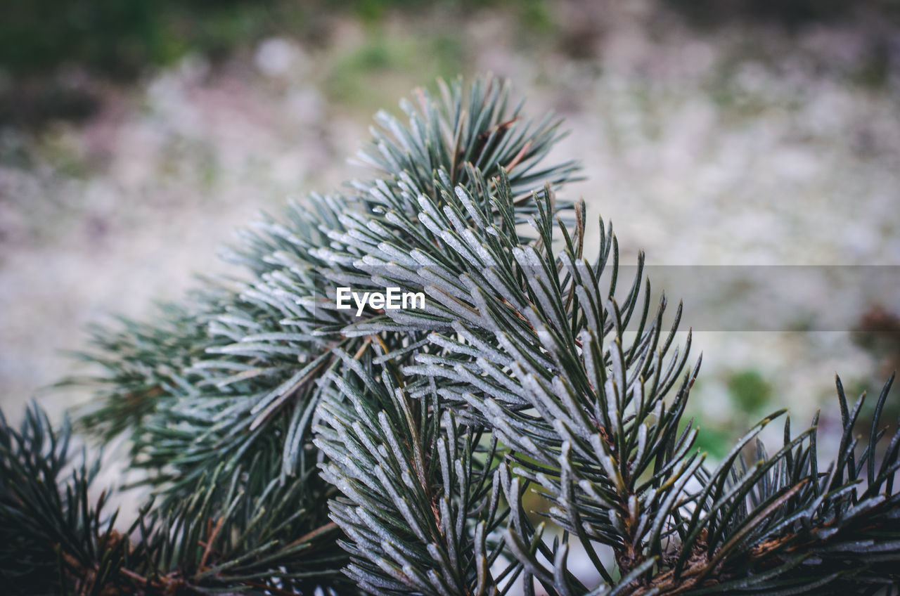 CLOSE-UP OF PINE TREE IN SNOW