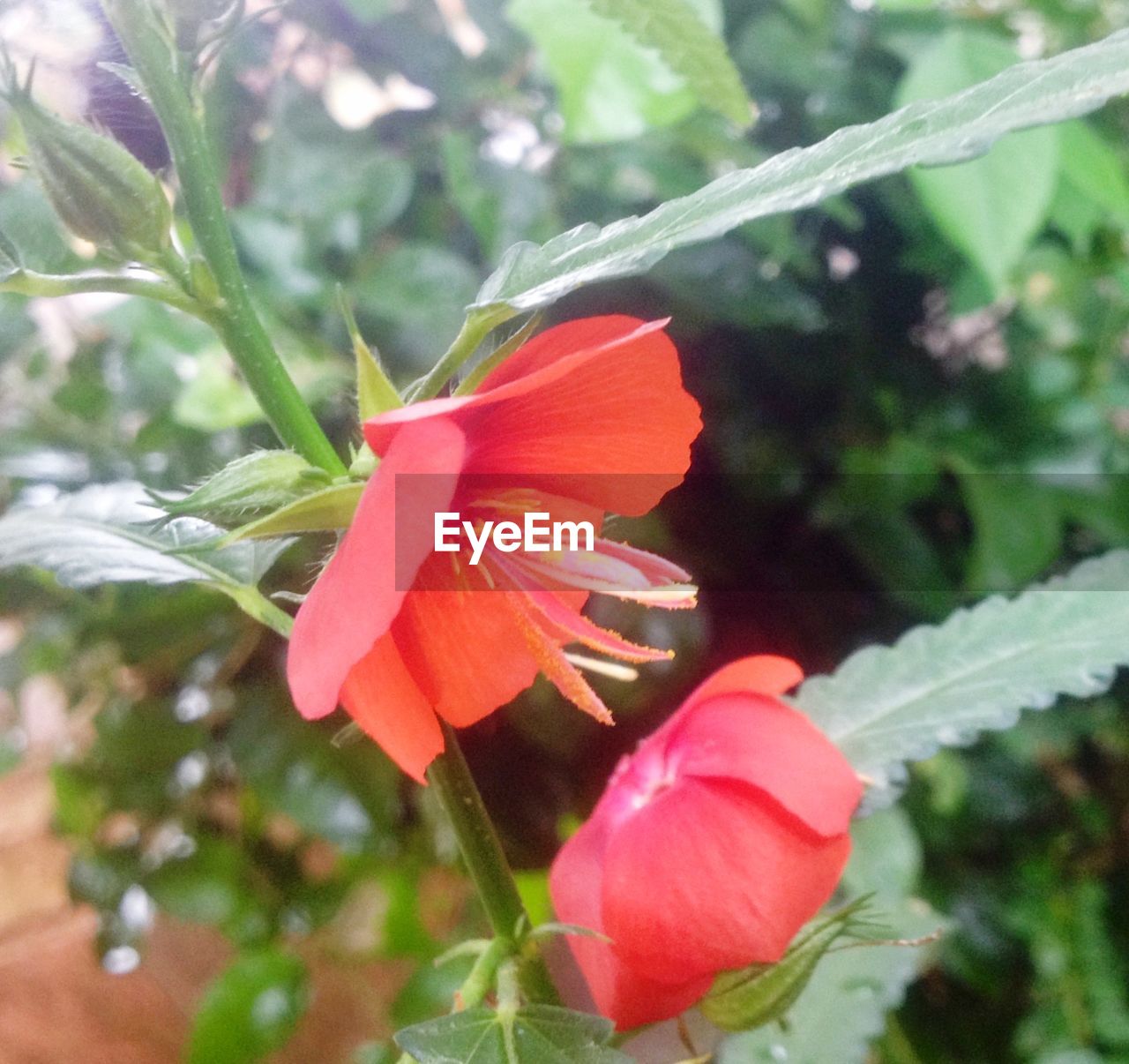 CLOSE-UP OF RED HIBISCUS FLOWER BLOOMING OUTDOORS