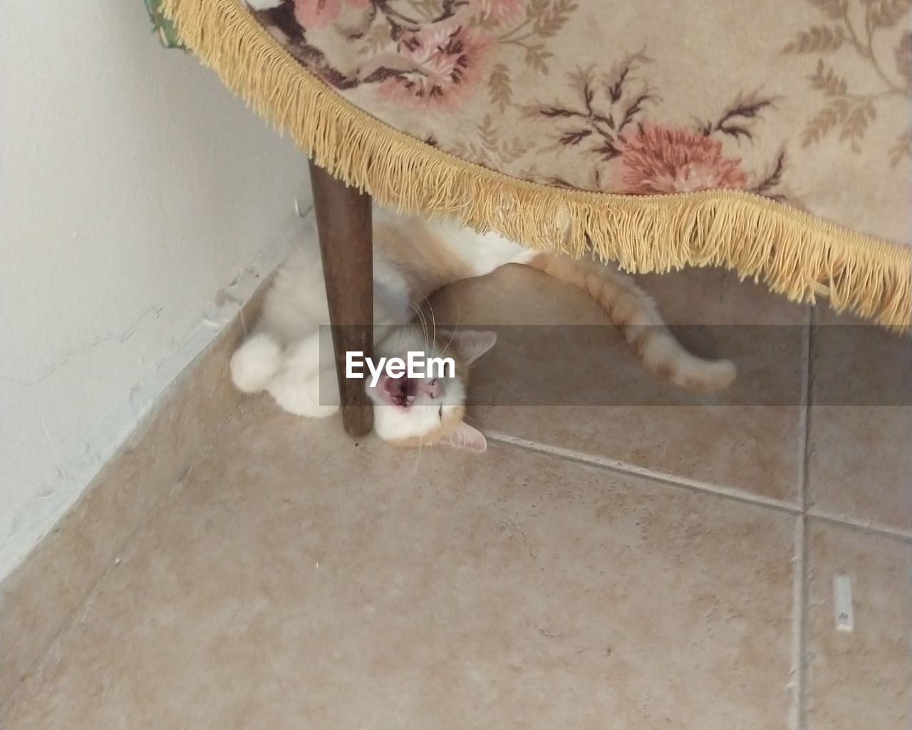 HIGH ANGLE VIEW OF A CAT LYING ON FLOOR